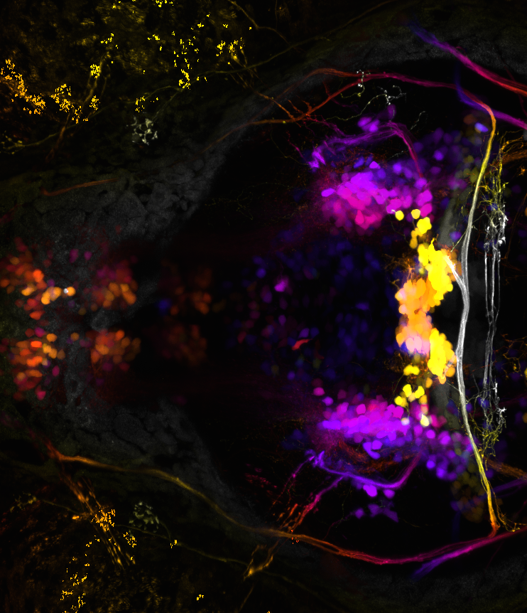 Cranial motor neurons