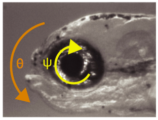 Despite their small size, baby zebrafish are capable of an impressive variety of fascinating behaviors. We measured their ability to stabilize their gaze following body rotations -- a vital and conserved reflex -- and identified the neurons responsible. Published in Current Biology, July 24, 2012