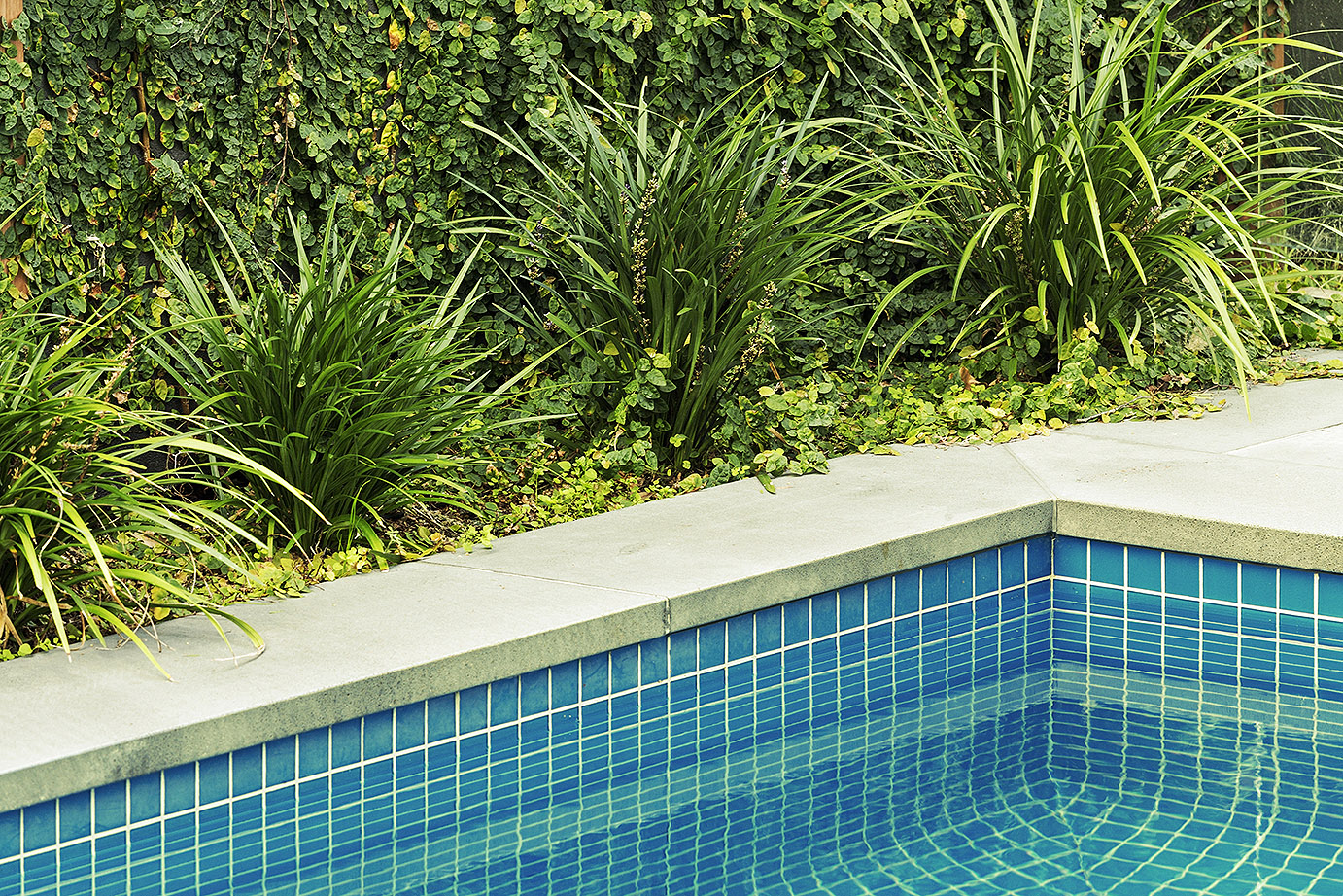LansdscapeLifestylePoolCornerIvy.jpg