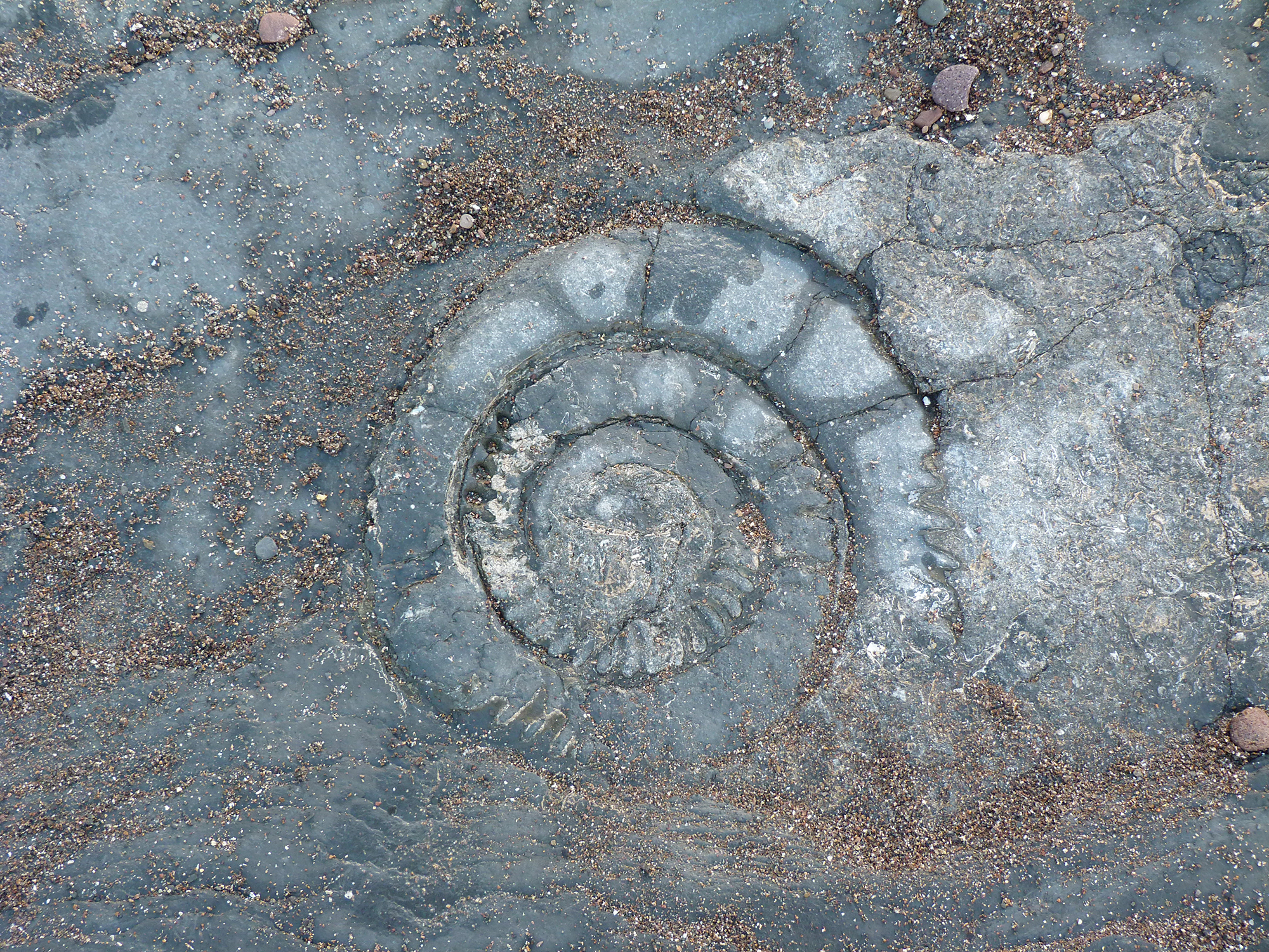 Fossil at Kilve Beach