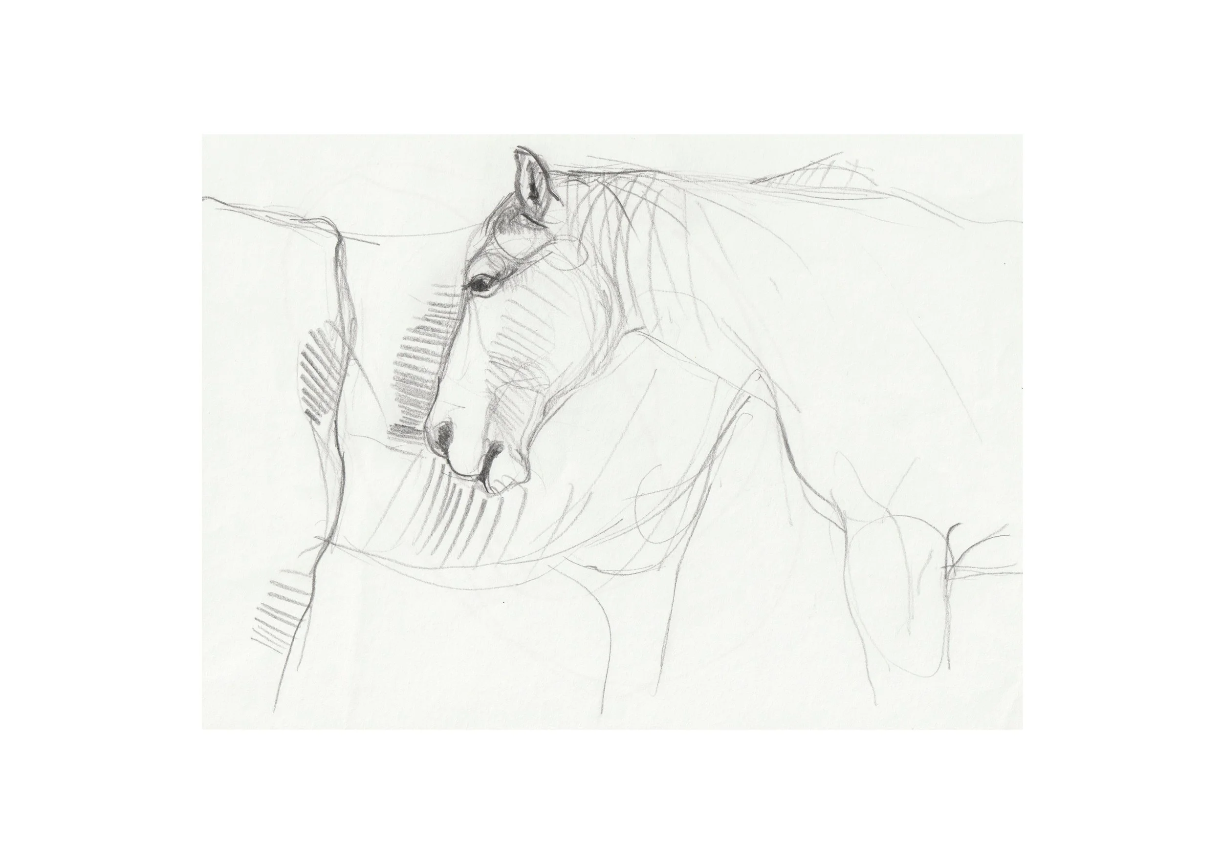 Horse_3.jpg