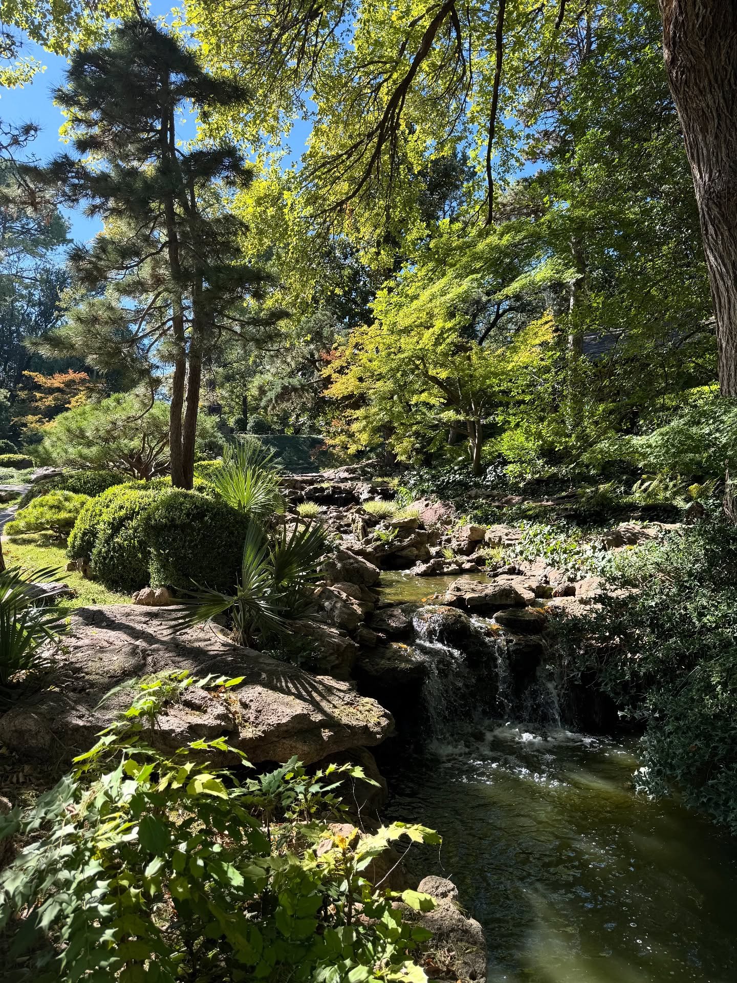 This is an appreciation post for nature&rsquo;s beauty in both grand and humble settings. 

We visited the Fort Worth Botanic Gardens recently and soaked up the splendor of the Japanese and Rose Gardens. Meanwhile, back at home, the sunrise across ou