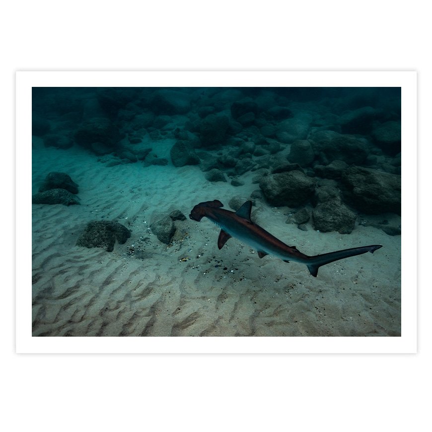 Hammerhead-Shark-07-Unframed.jpg