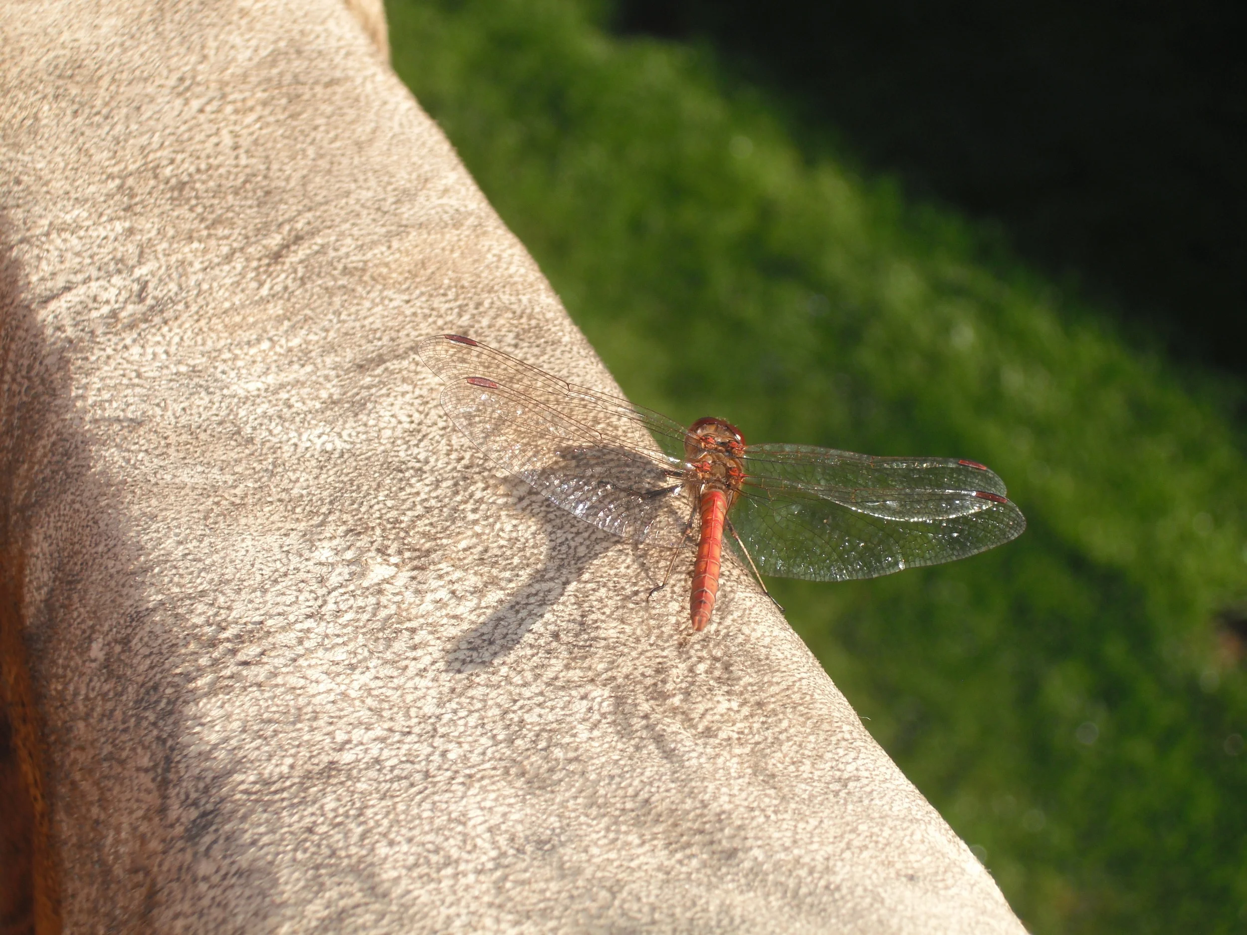 DSCF2077.JPG