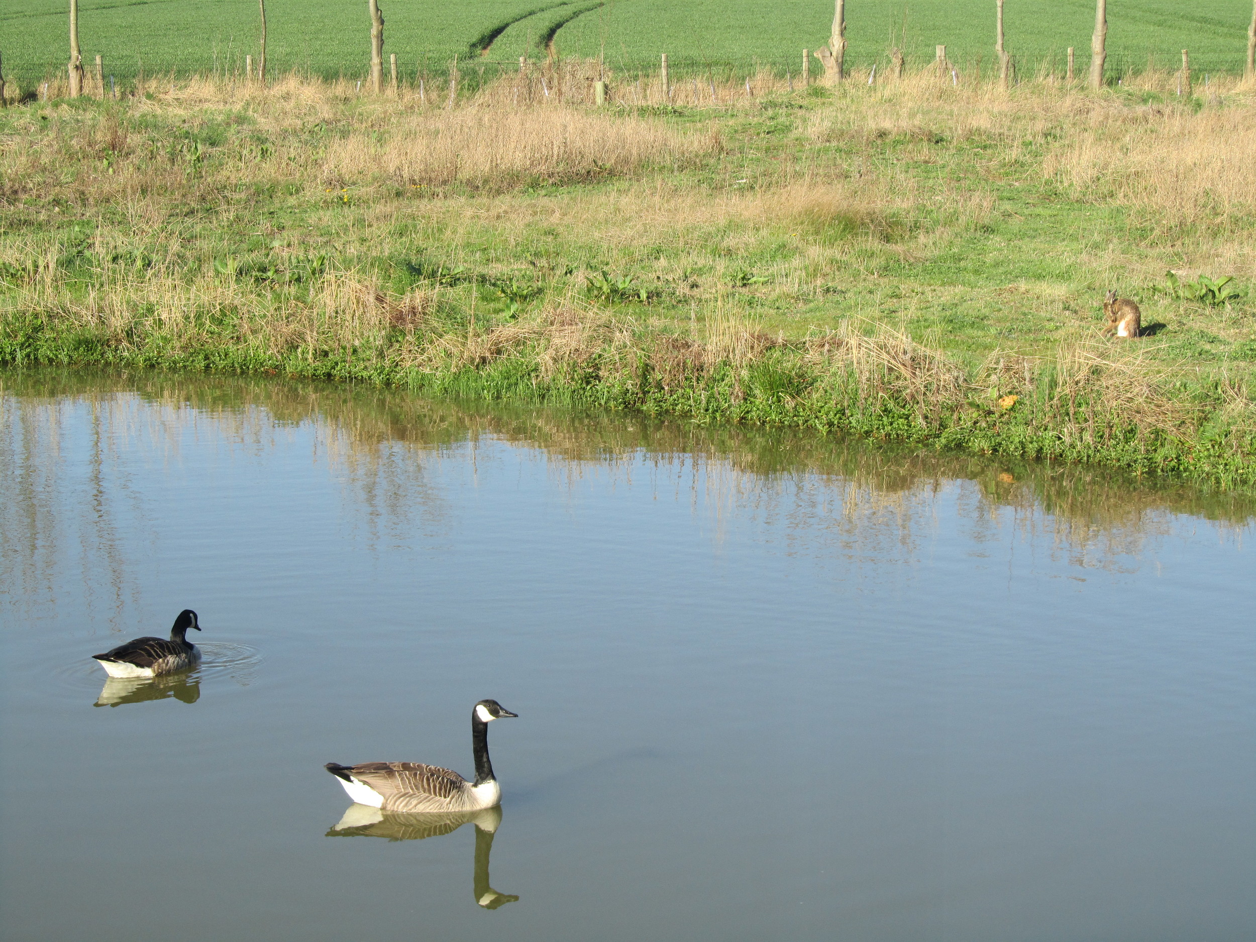Pond 2