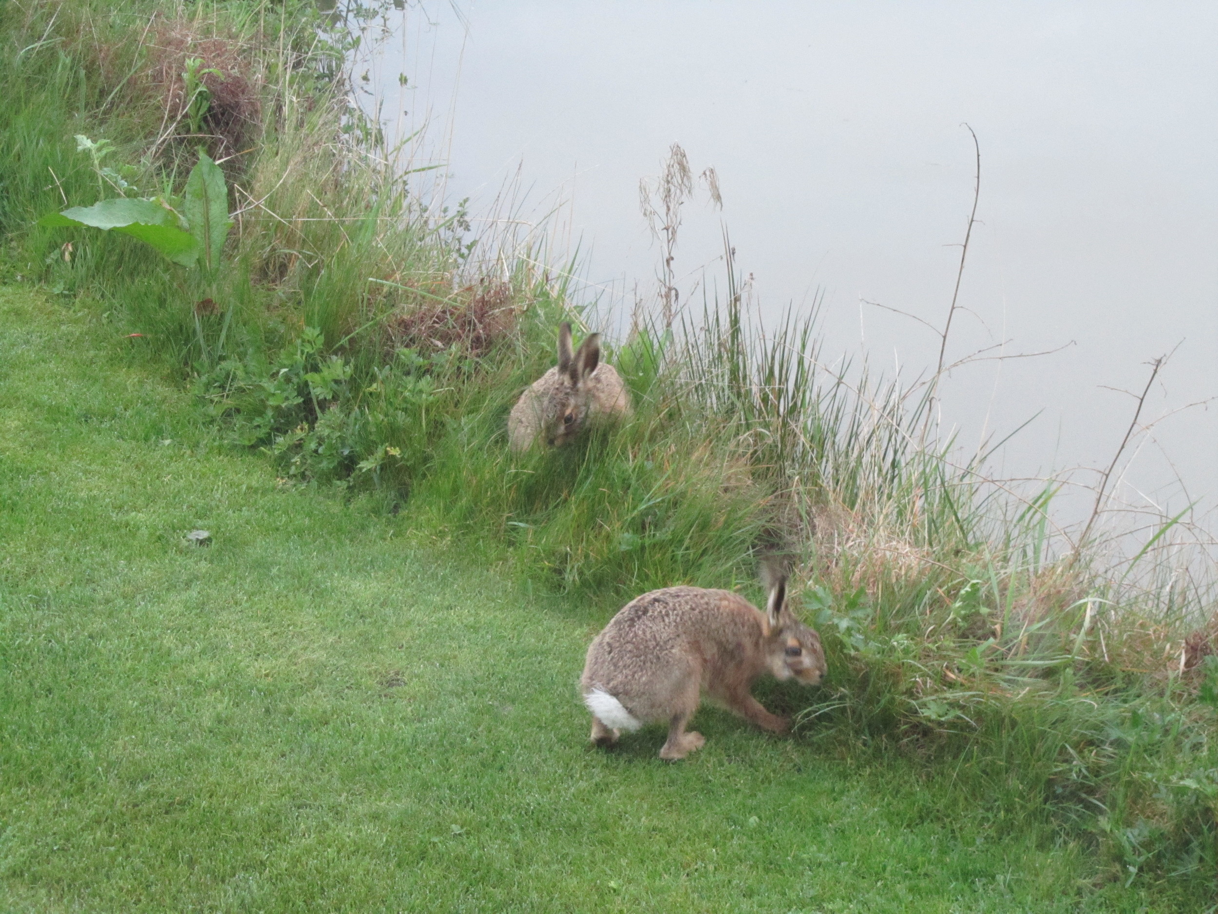 Bunnies!