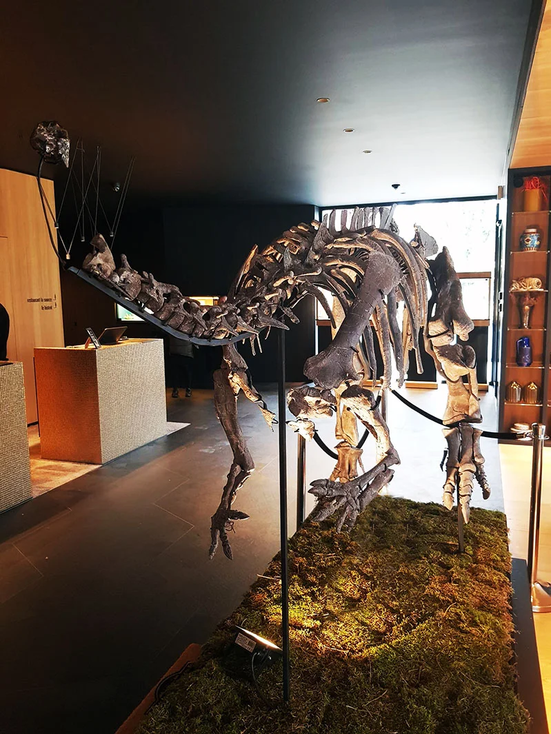 DIno1.jpg