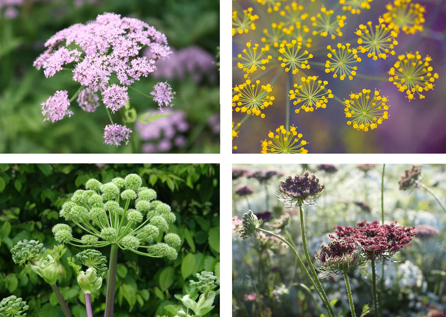 Umbellifers.jpg