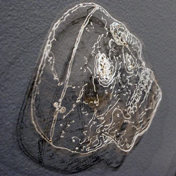 albatross_skull.jpg