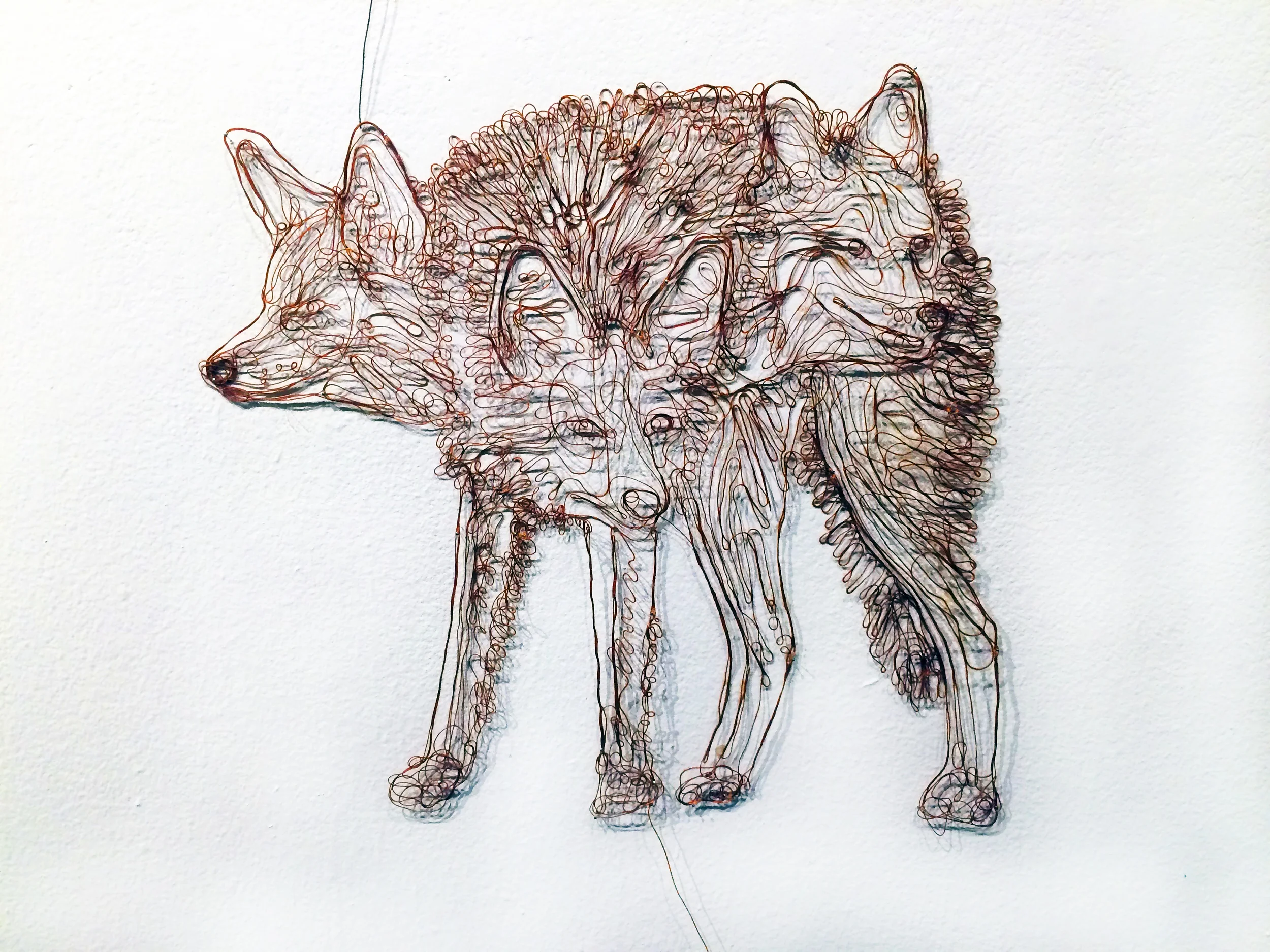 coyote_3heads_nmsu2.jpg