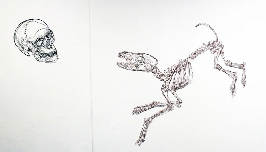 unreavelriver_web_coyoteskll.jpg