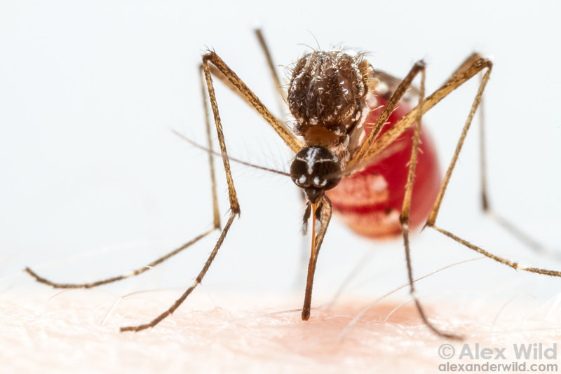 Aedes aegypti female feeding on a human host.