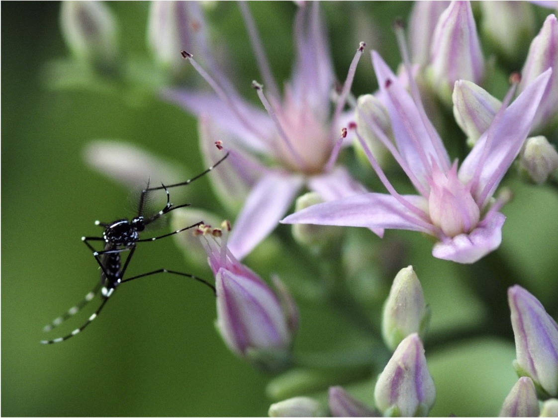 Aedes albopictus male caught in the act of nectar-seeking.
