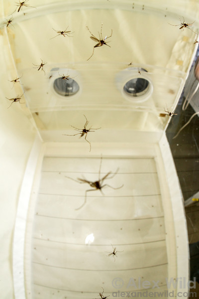 Female Aedes aegypti in a 2-port olfactometer-based choice assay
