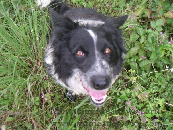 Kate as a younger dog of the farm