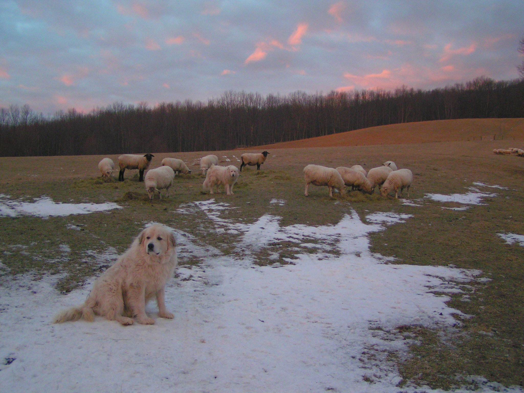 Dopey, Charles the Third minding the sheep as they eat their hay.