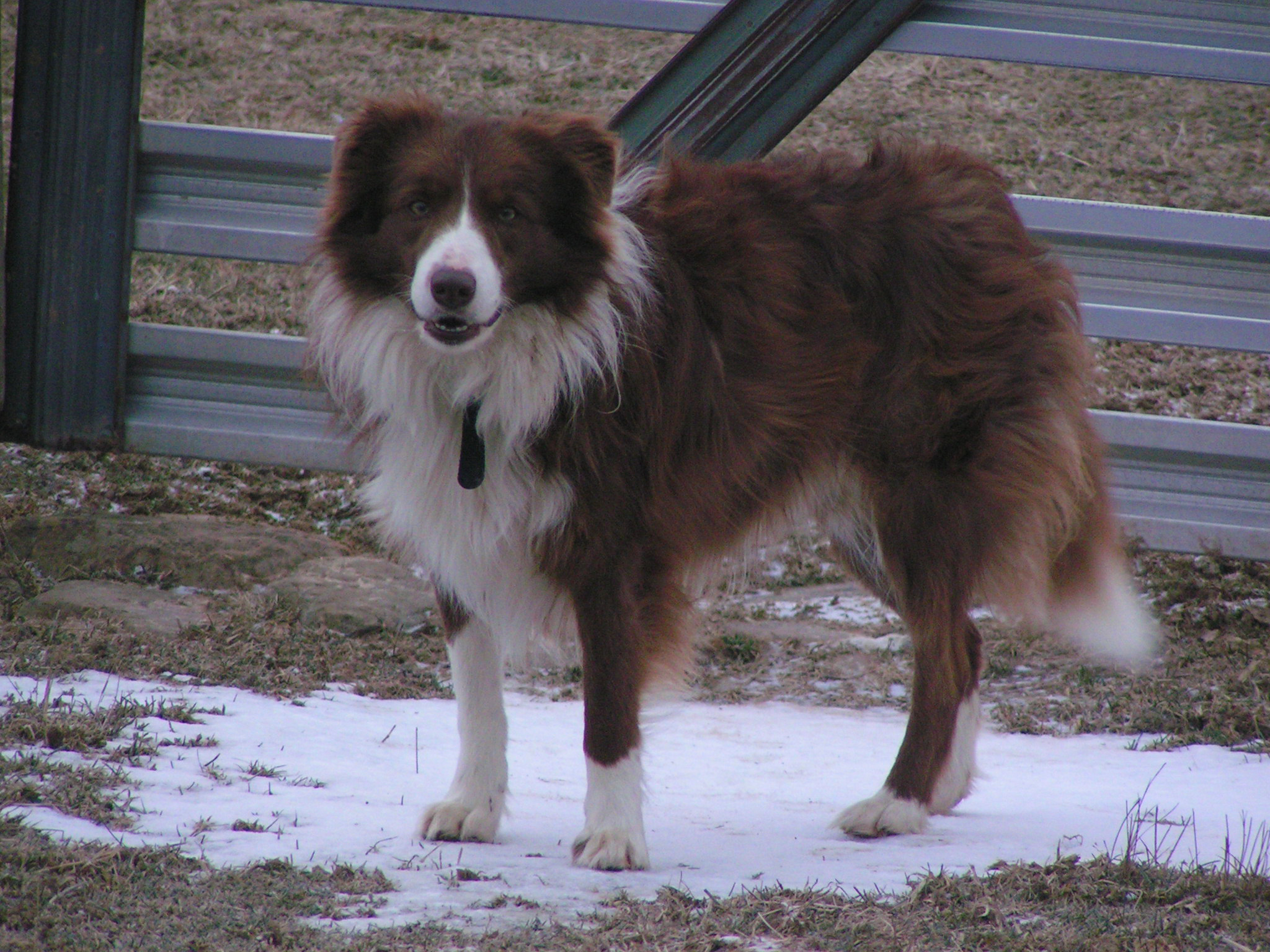 Roy loves getting to come along in the morning when I feed the sheep.