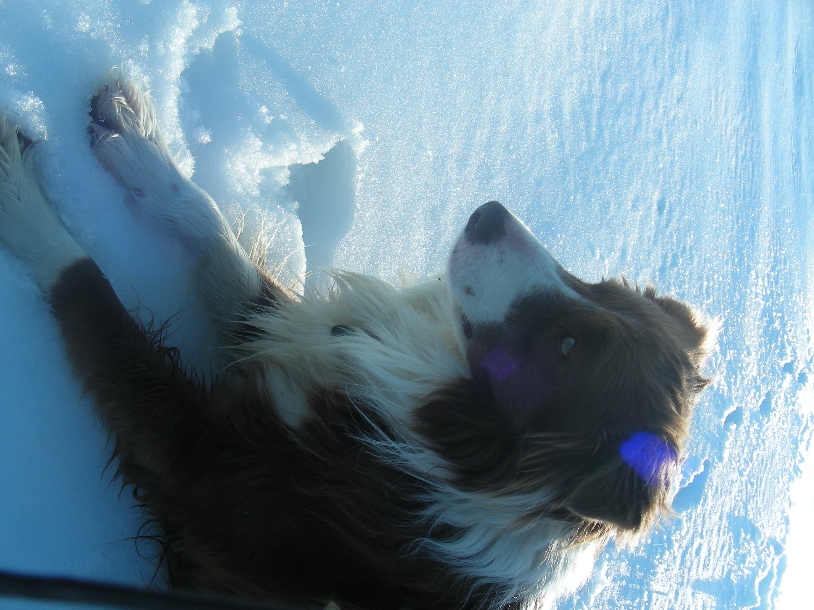 Roy enjoying the snow March 8th