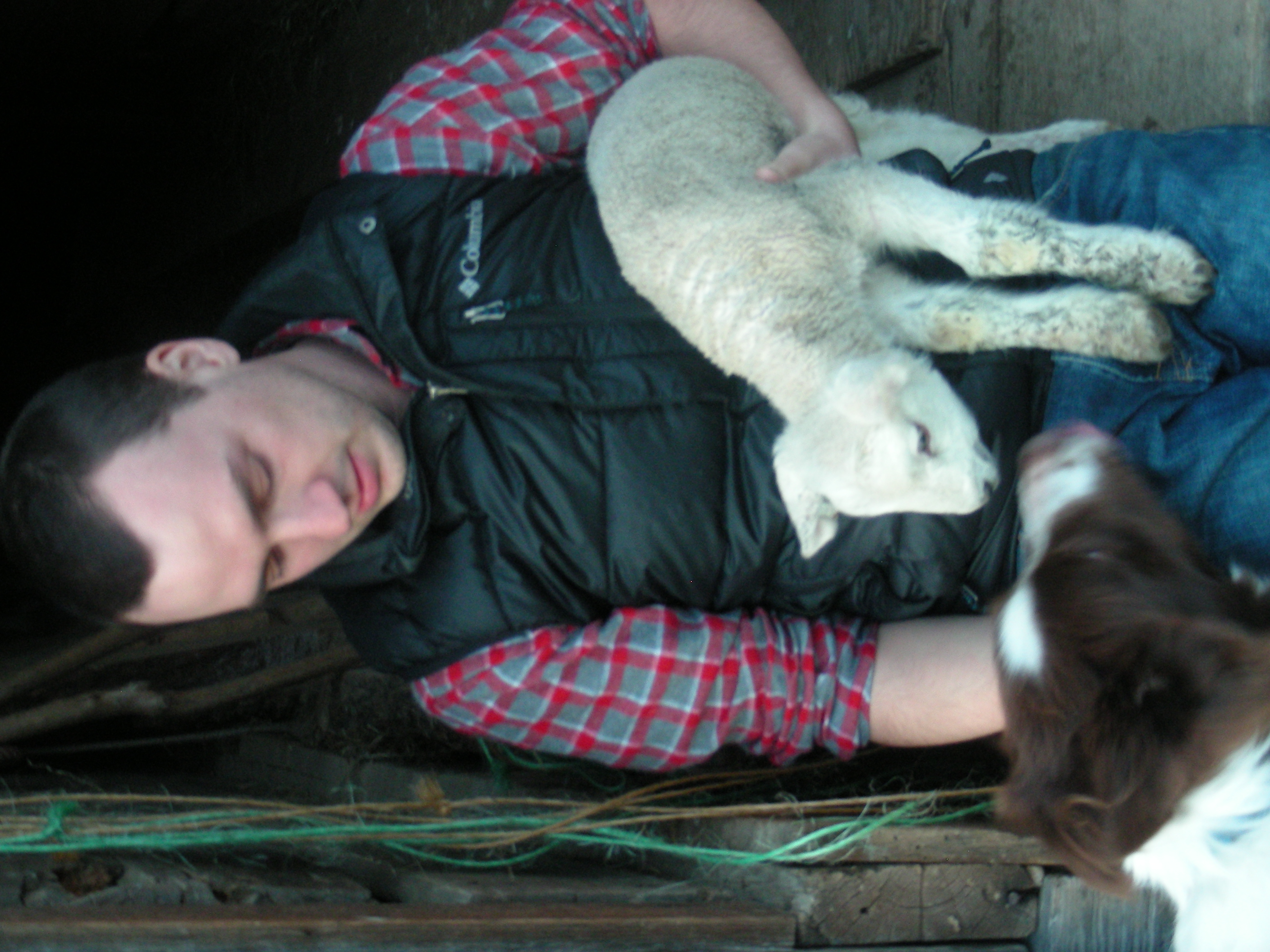 My (Annie)'s red border collie meeting a new lamb