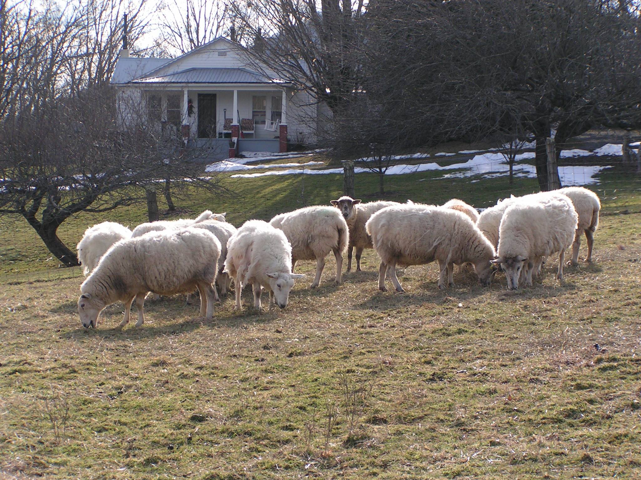 First 12 ewes ready to lamb next week! Separated and close to home for lambing season.