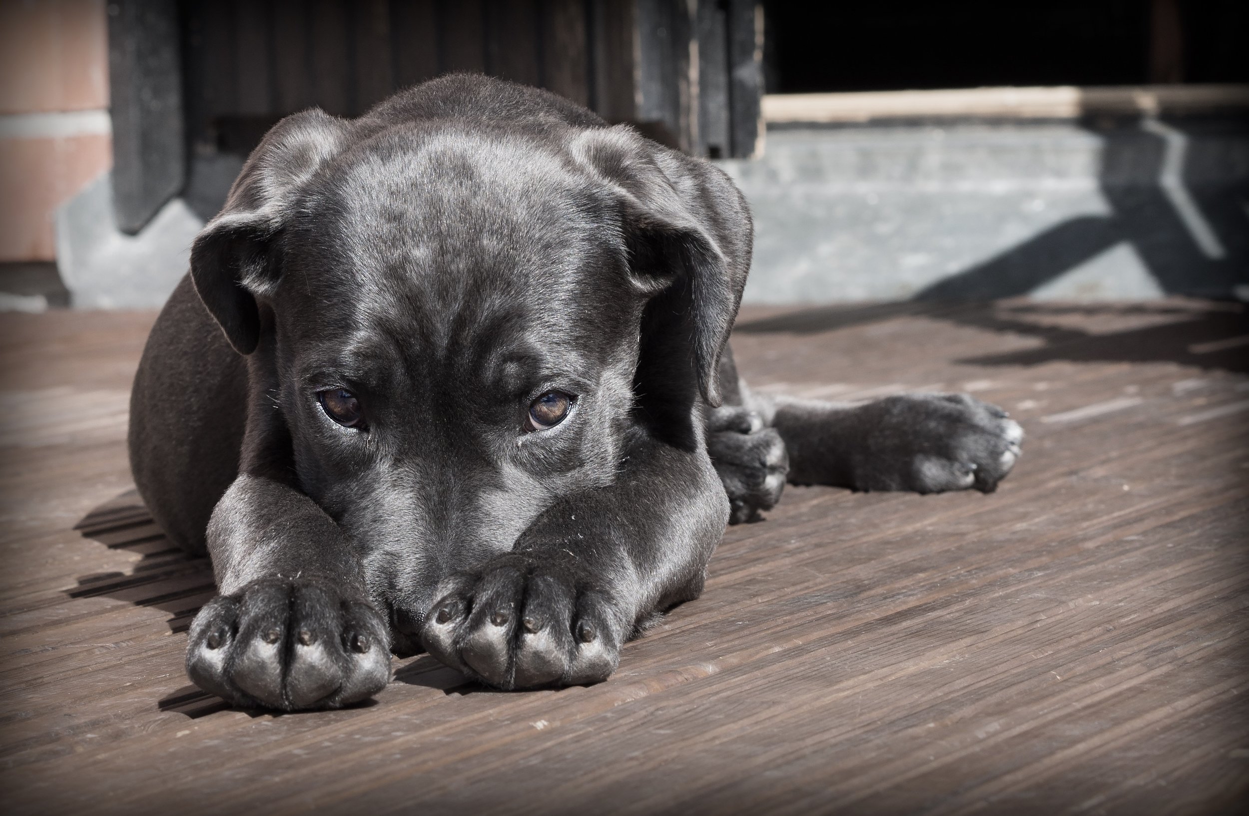 How can I ensure that my pet will be cared for properly, if something  happens to me? — Hawaii Trust & Estate Counsel