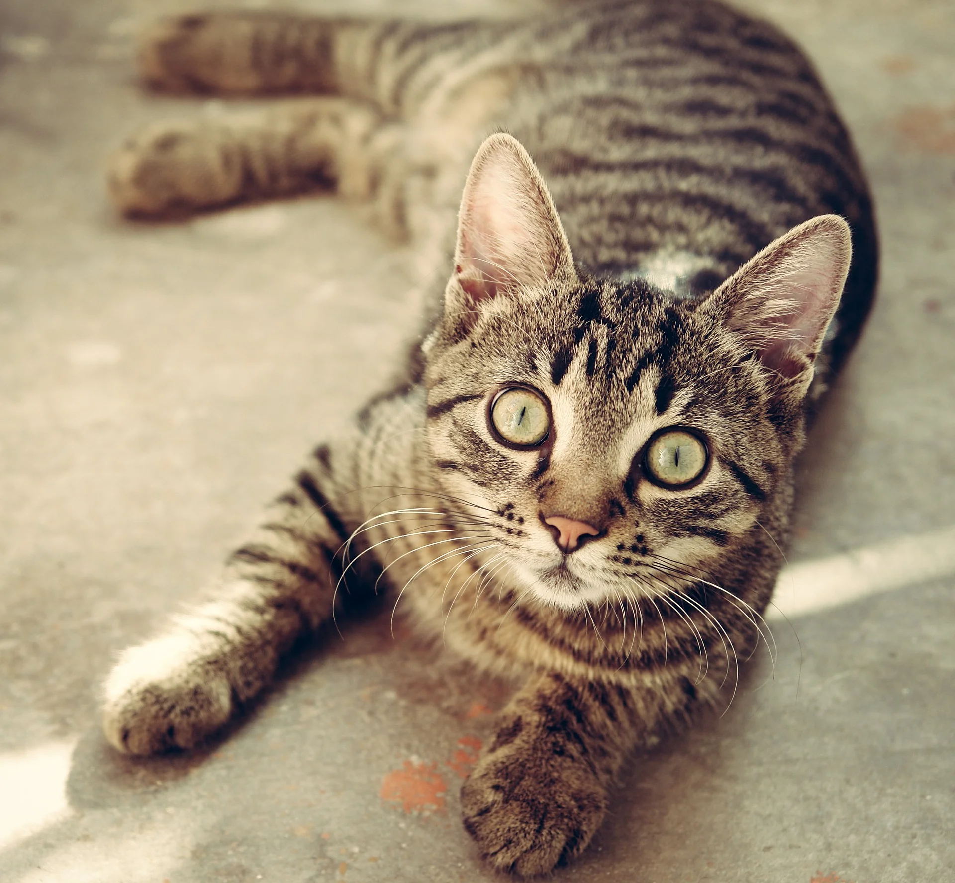 cat-618470_1920.jpg