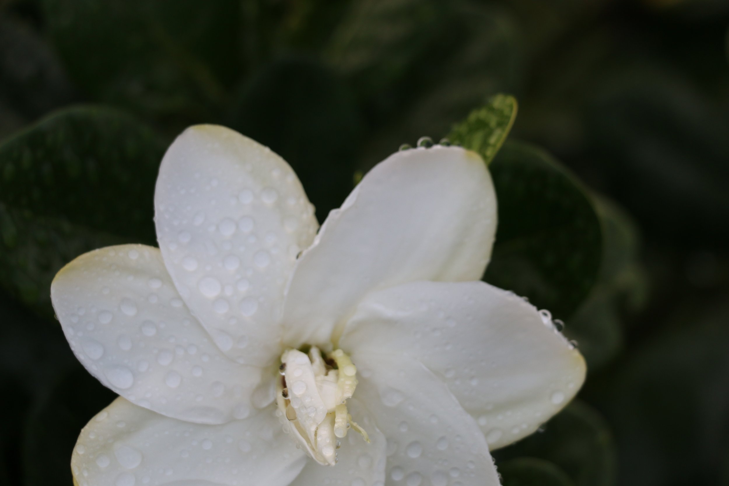 HTEC - close up gardenia.jpg