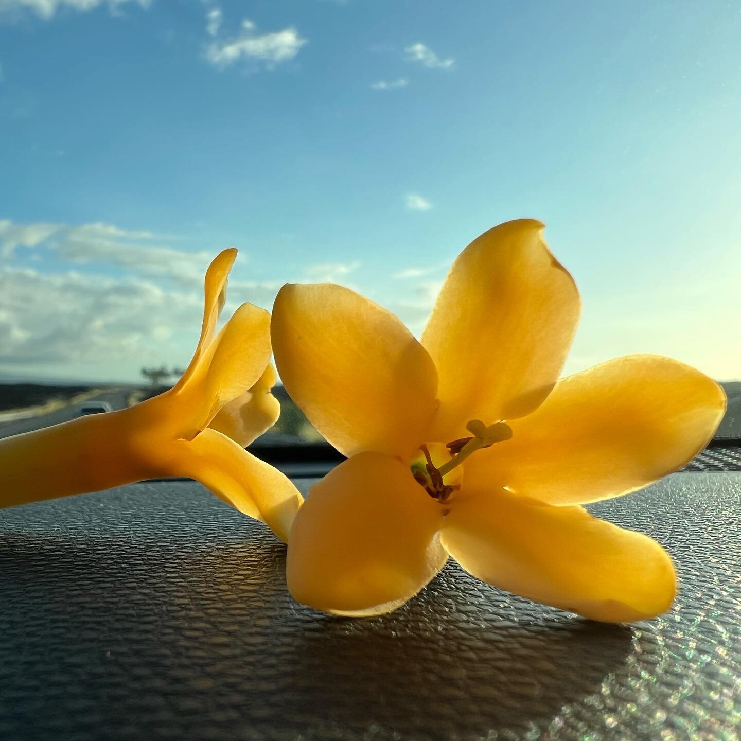 Happy aloha Friday! Wishing you blue skies this weekend. 

#puakenikeni #southkohala