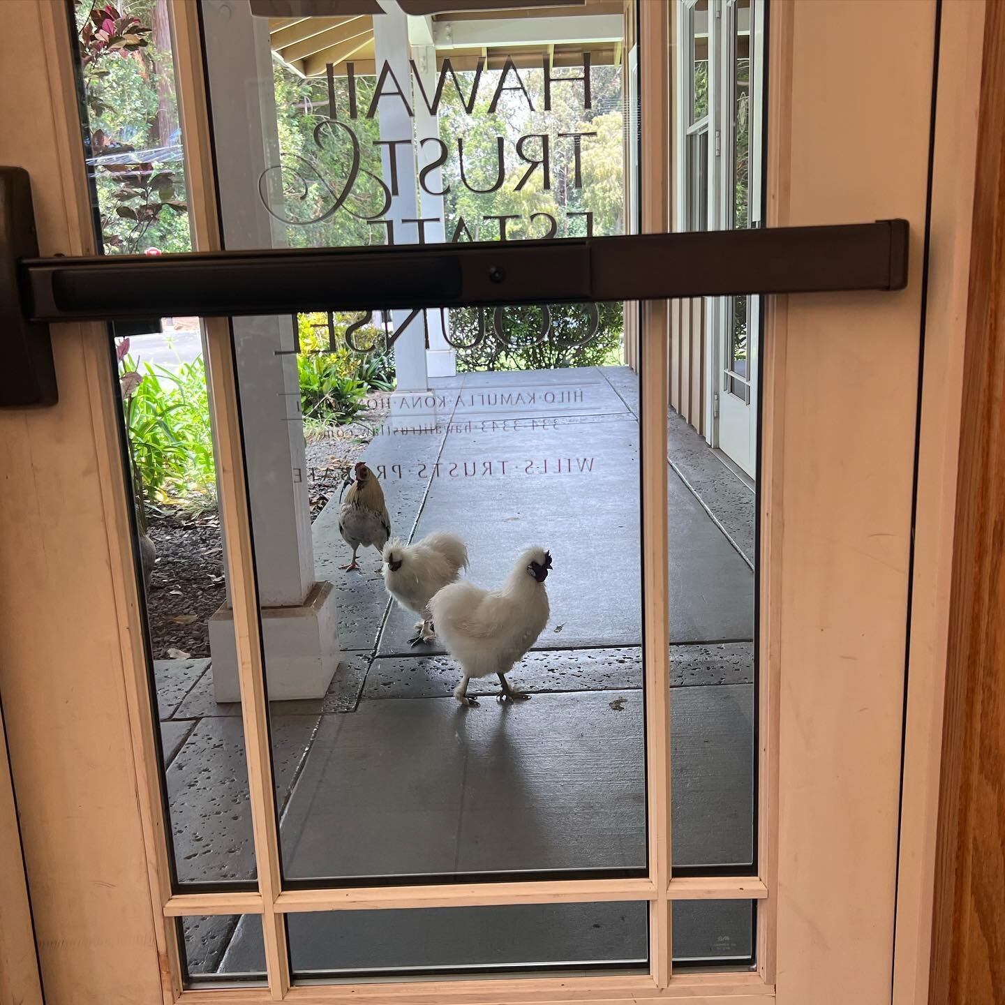 Fluffy visitors to the Waimea office