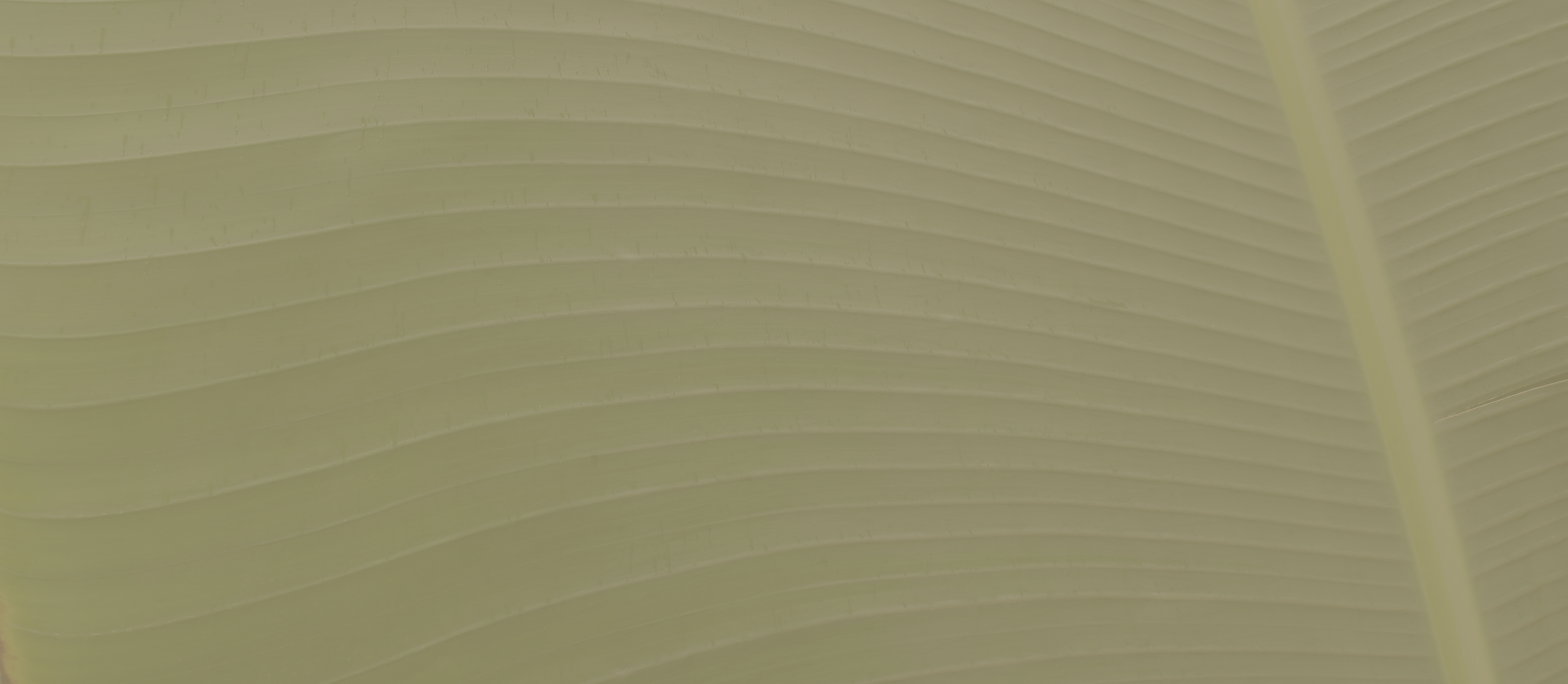 Screen Shot 2024-06-13 at 2.50.34 PM.png