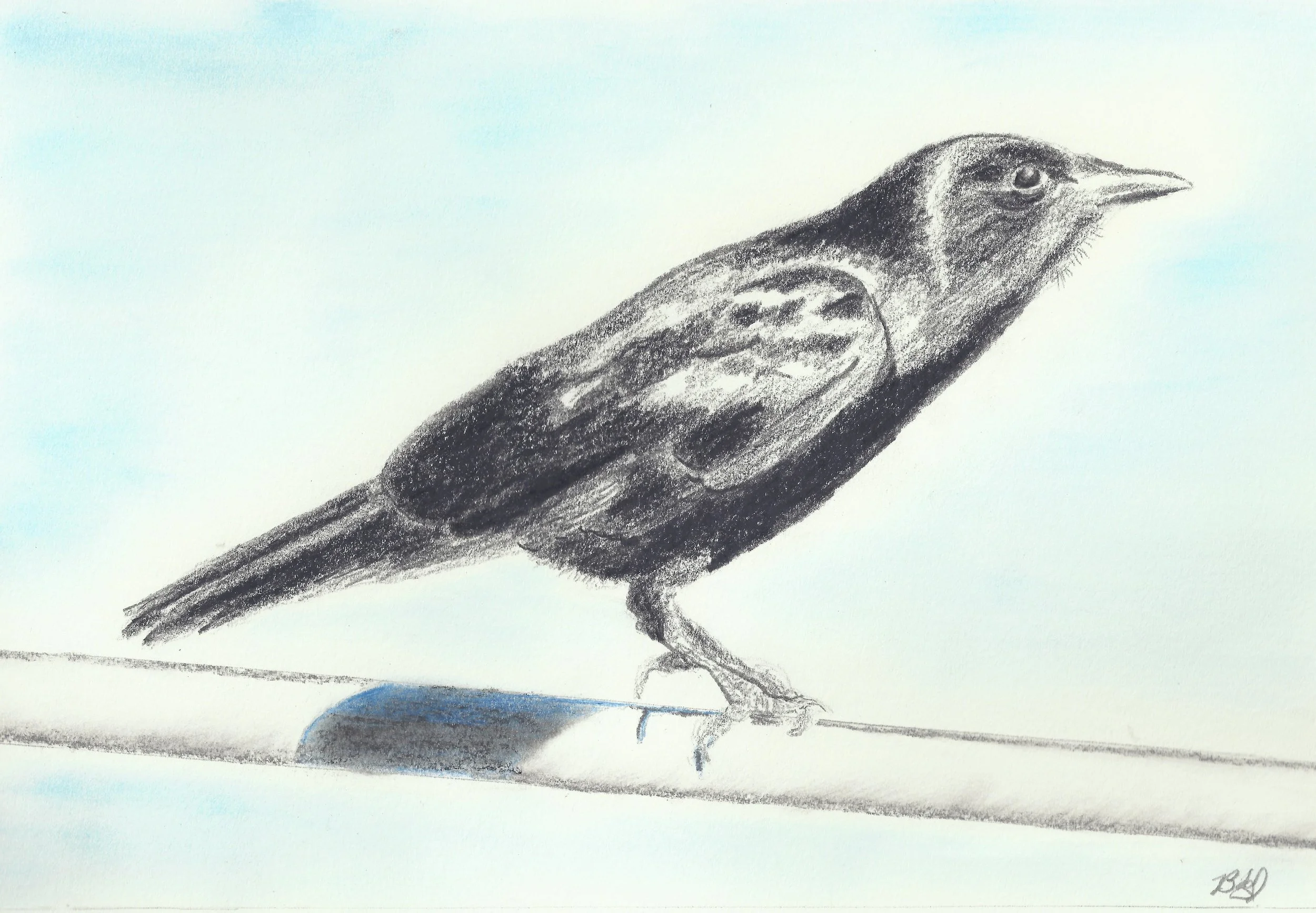Note: In the drawing of the all-black Fish Crow, I tried to show how the sunlight causes a sheen on the feathers. Besides the call, the shorter legs and smaller bill help distinguish it from the larger American Crow.