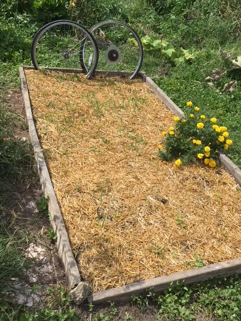 One of our garden plots with an oat cover crop.