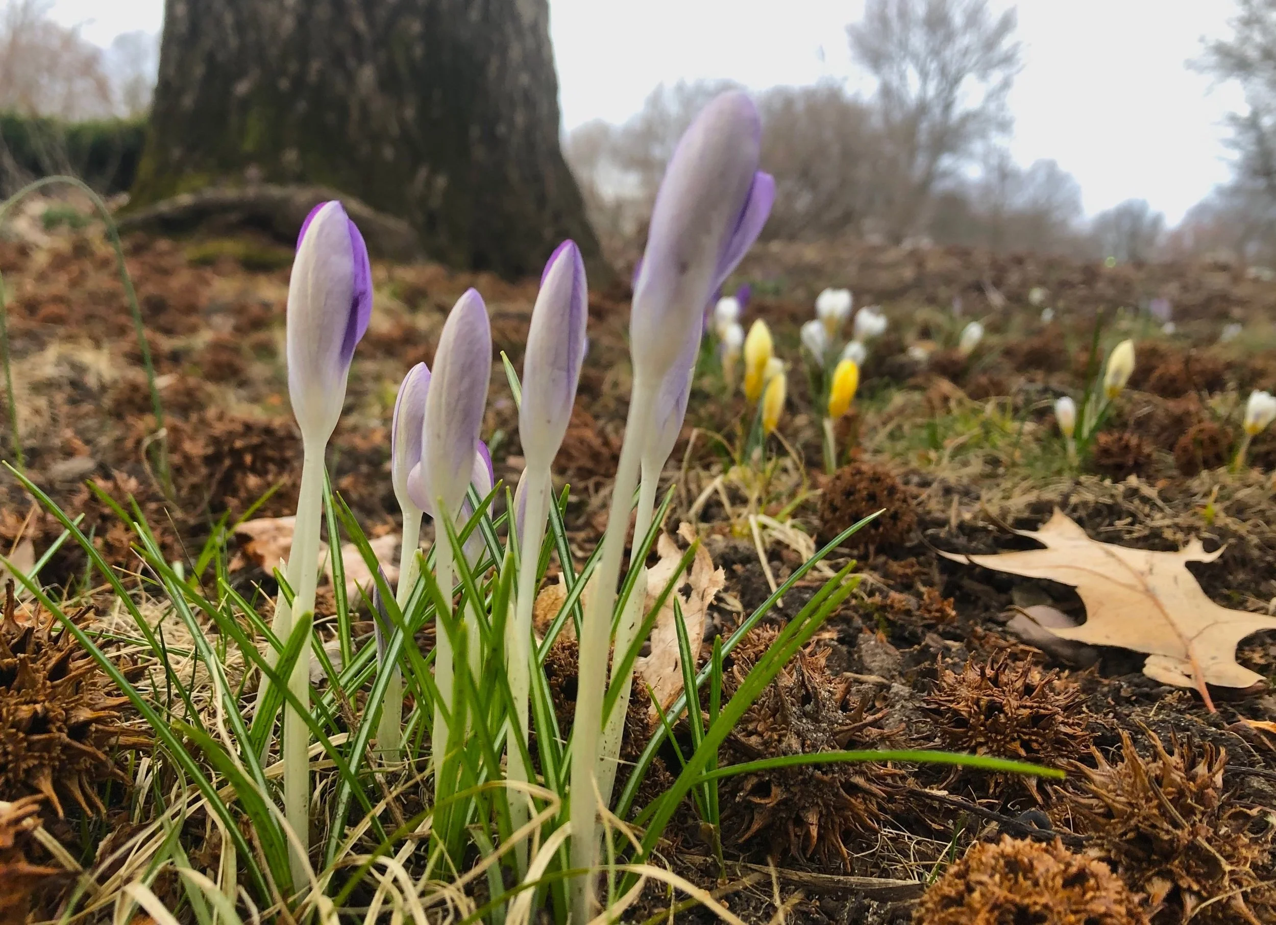 spring.jpg