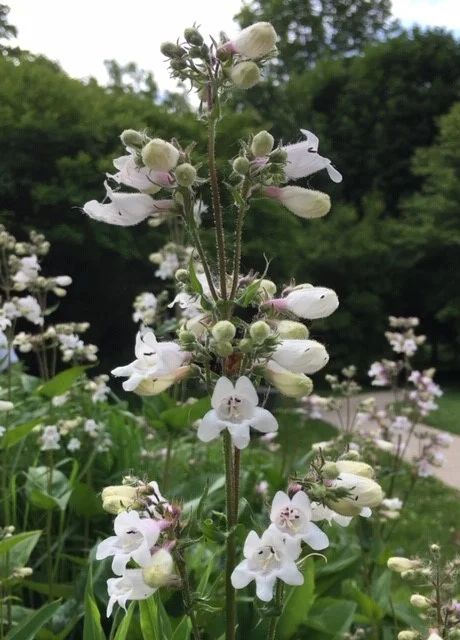 flower.jpg