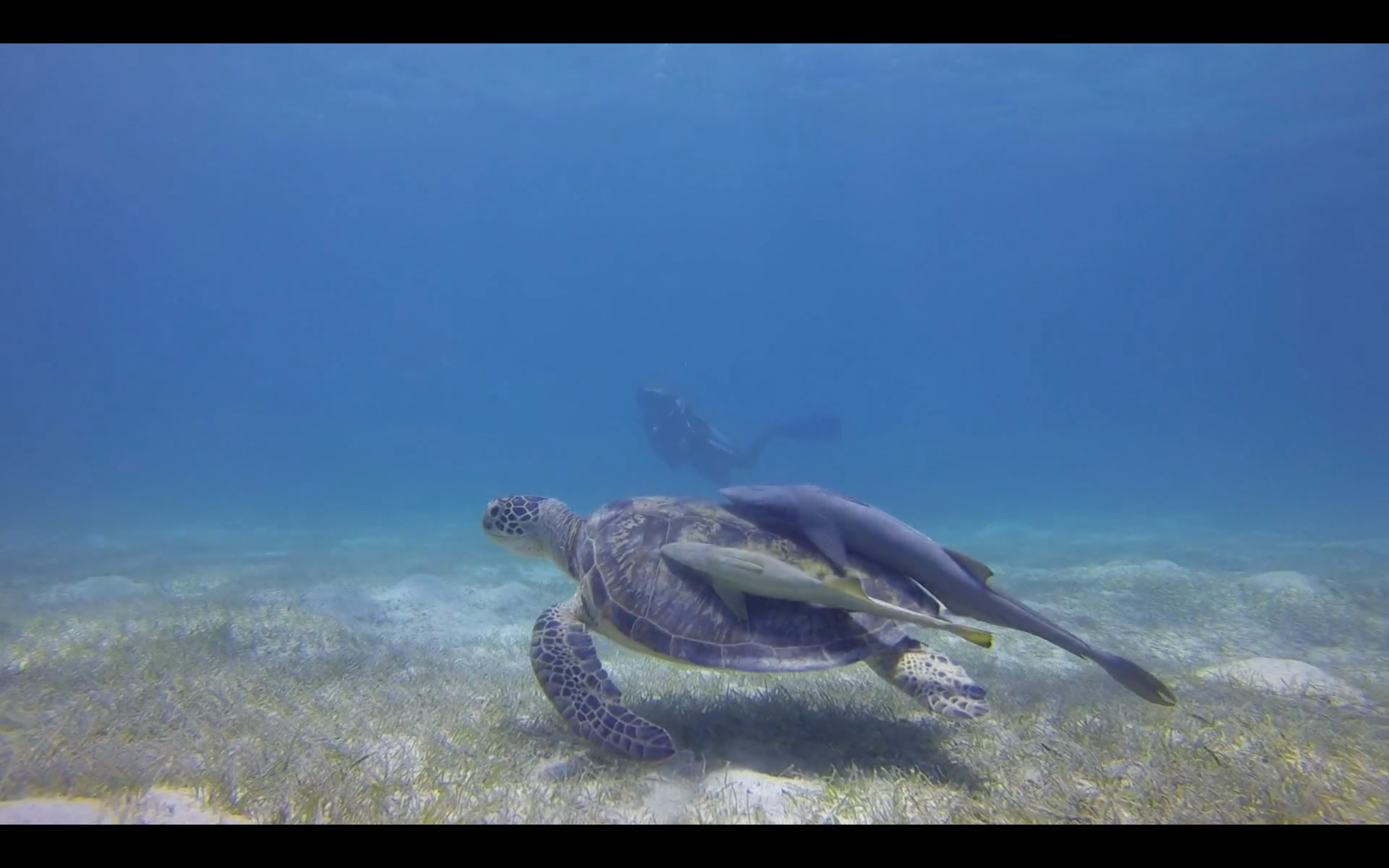 Capture d’écran 2017-06-15 à 12.42.40.png