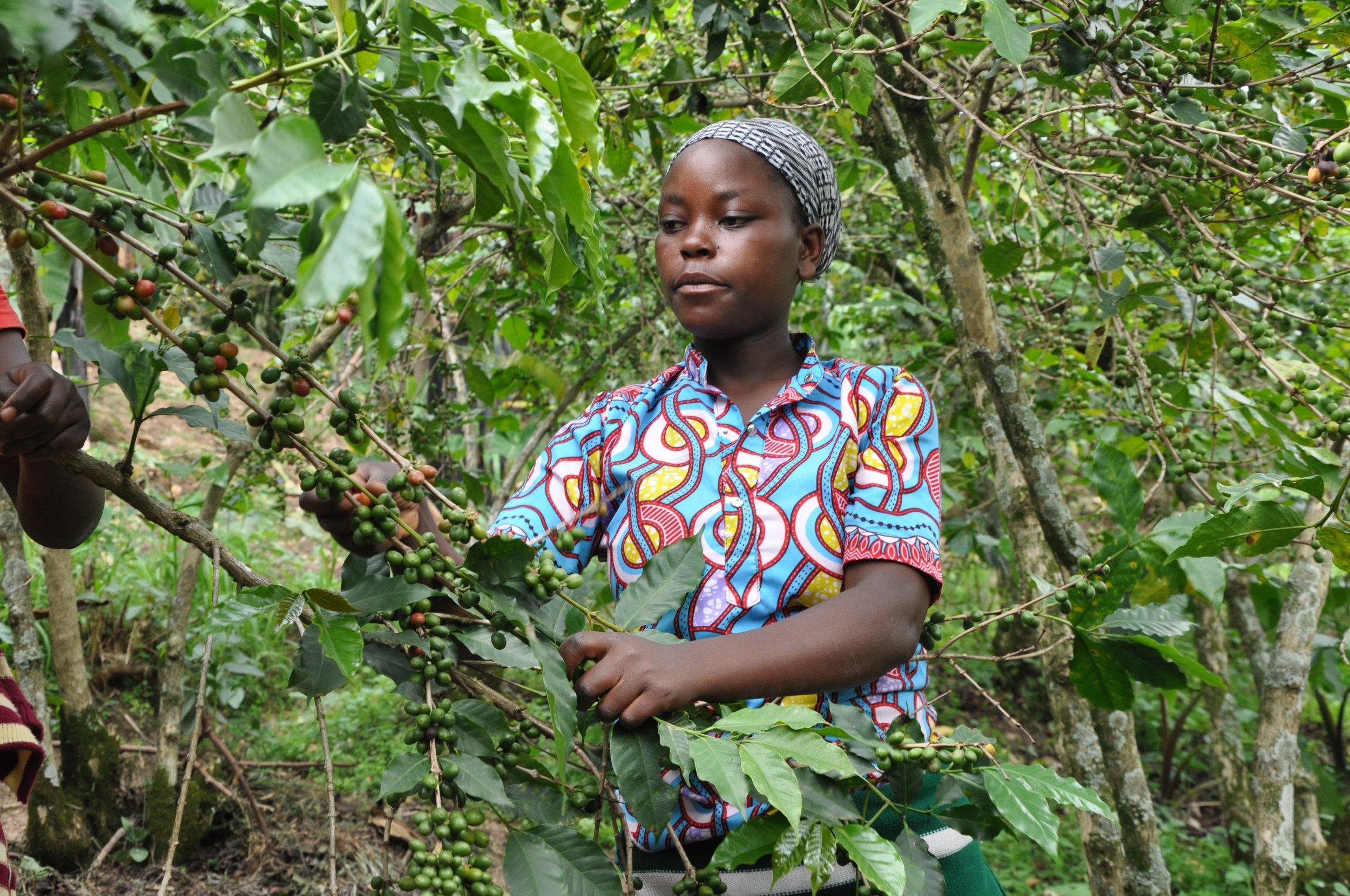 MEMENTO_RWANDA RENAISSANCE_Eric Turpin_7_Coffee plantation cuilleuse.jpg