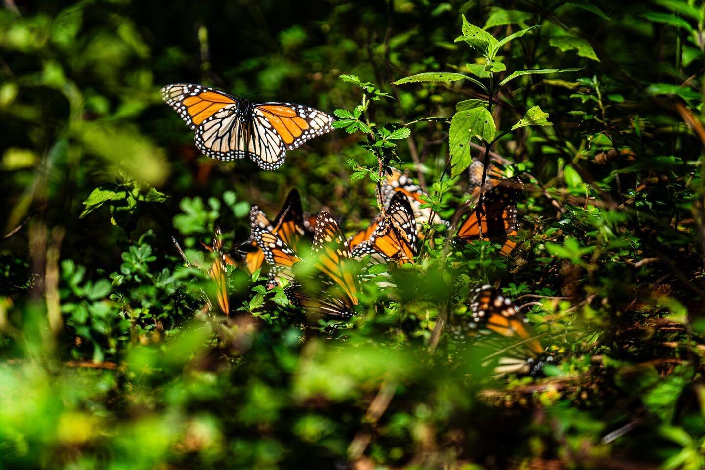 The Monarch Butterfly Migration

I don&rsquo;t have many words to describe what I saw, there are millions of butterflies flying all over the forest. There are not hiding or anything like that, they take over the forest and they are everywhere

It&rsq