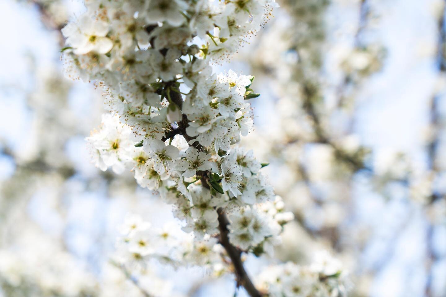 Spring is here
.
Exactly two years ago I went to Valle del Jerte in Spain to watch the second highest concentration of Cherry Blossoms in the world. The season came late and I was there to early but I managed to find some beautiful blossoming trees a