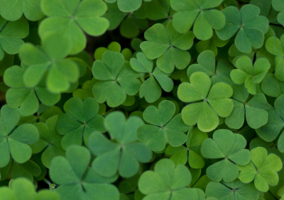 St. Patrick's Day Party