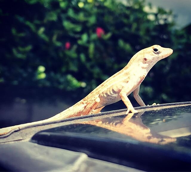 Drove under some trees and this little guy landed right on my SUV hood. He had the funniest surprised look on his face, LOL!! 🤣🤣
Anyway, glad nobody got hurt 😊
.
#lizard #animal #critter #florida