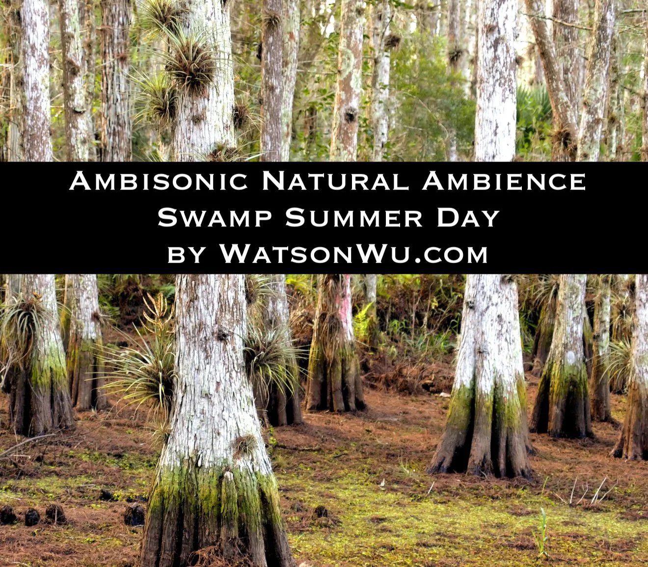 _Ambisonic Natural Ambience - Swamp Day - WatsonWu.com.jpg