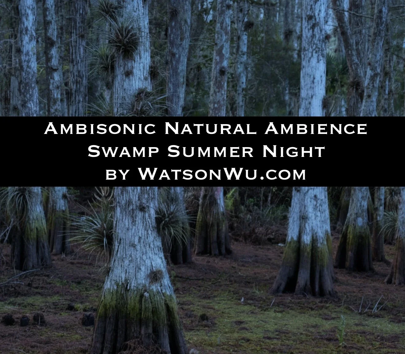 _Ambisonic Natural Ambience - Swamp Night - WatsonWu.com.jpg