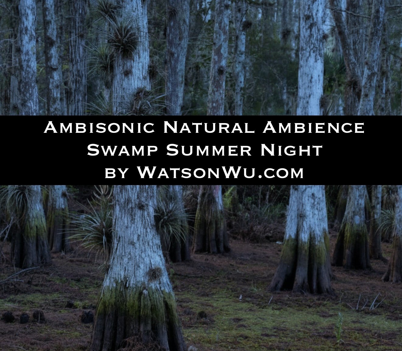 _Ambisonic Natural Ambience - Swamp Night - WatsonWu.com.jpg