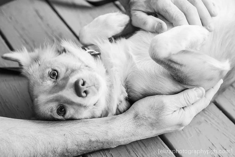 Second Chance Sato : March 2016