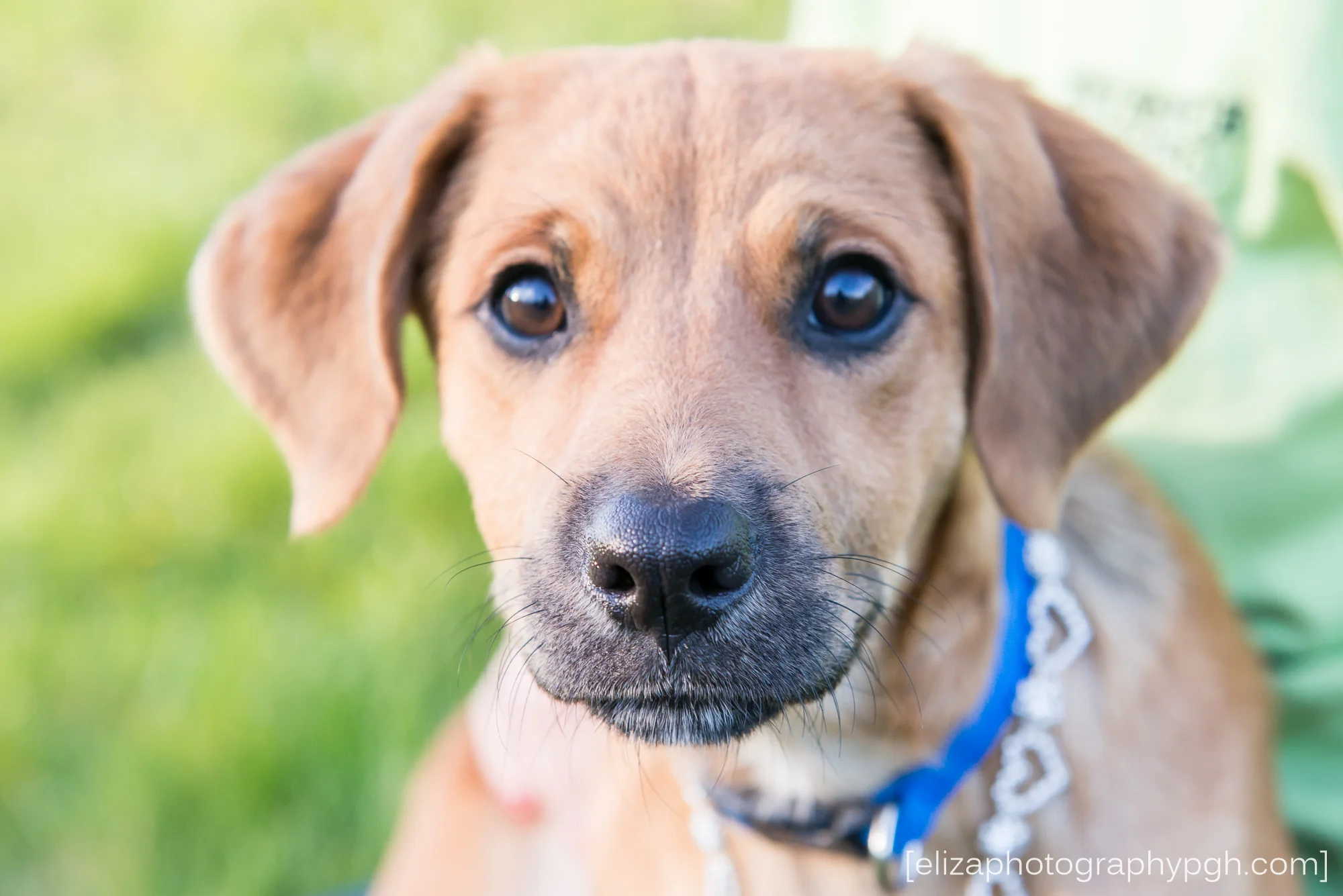 Second Chance Sato : April 2016