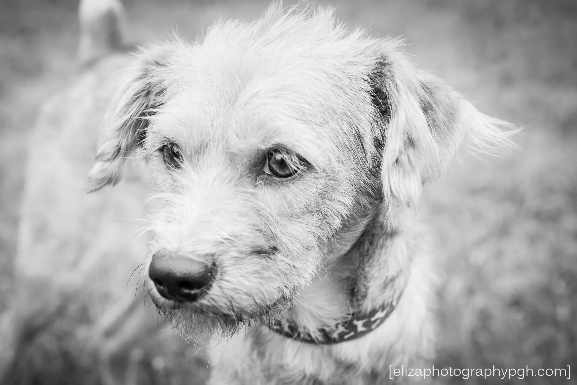 Second Chance Sato : May 2016