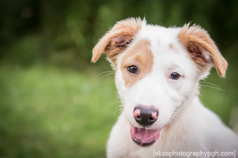 Second Chance Sato : July 2016