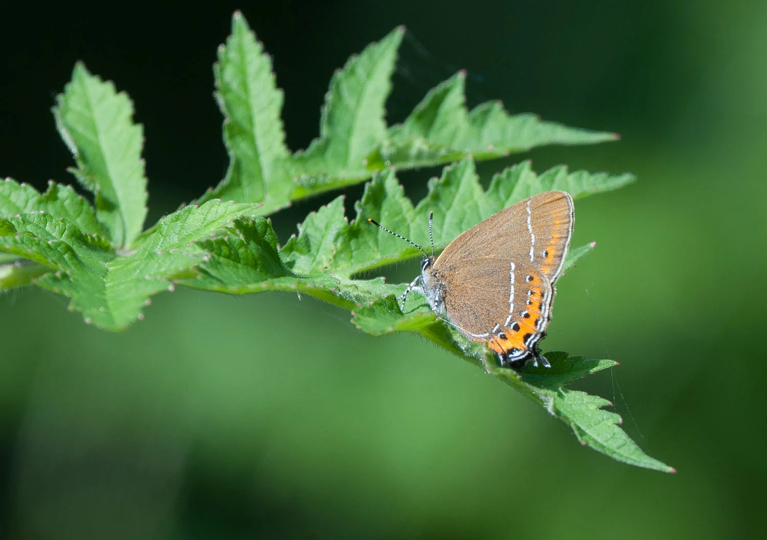 Fleeting view at low level 