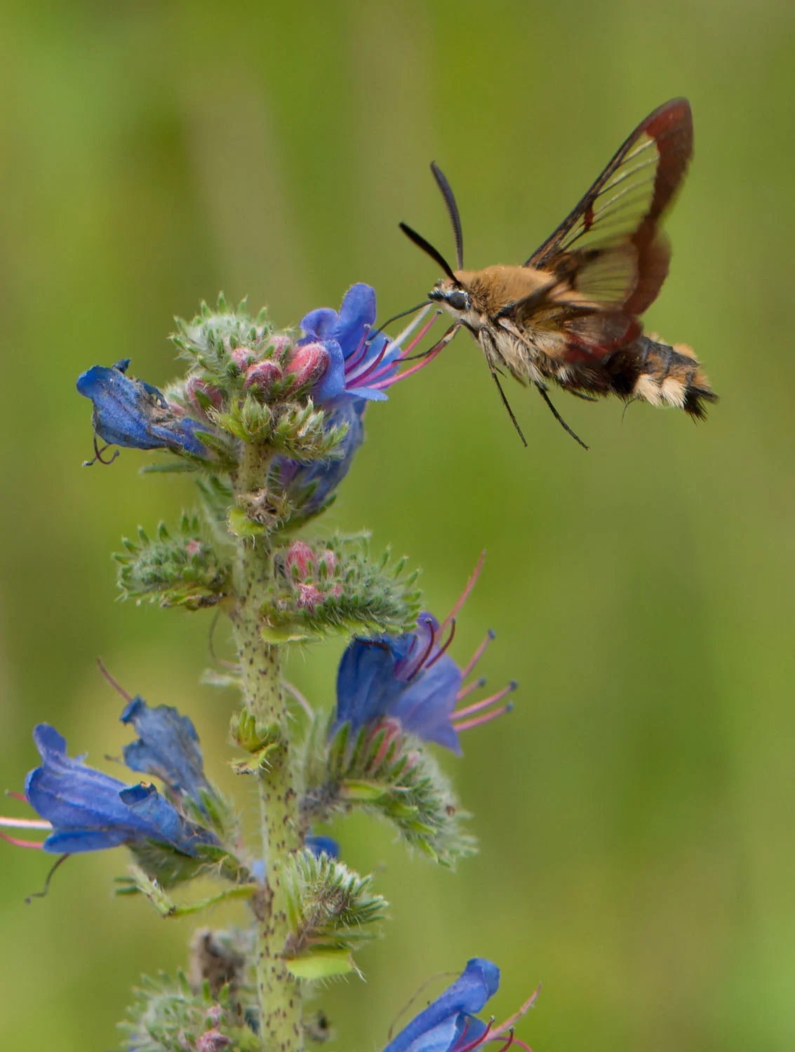 Broad bordered hawk moth