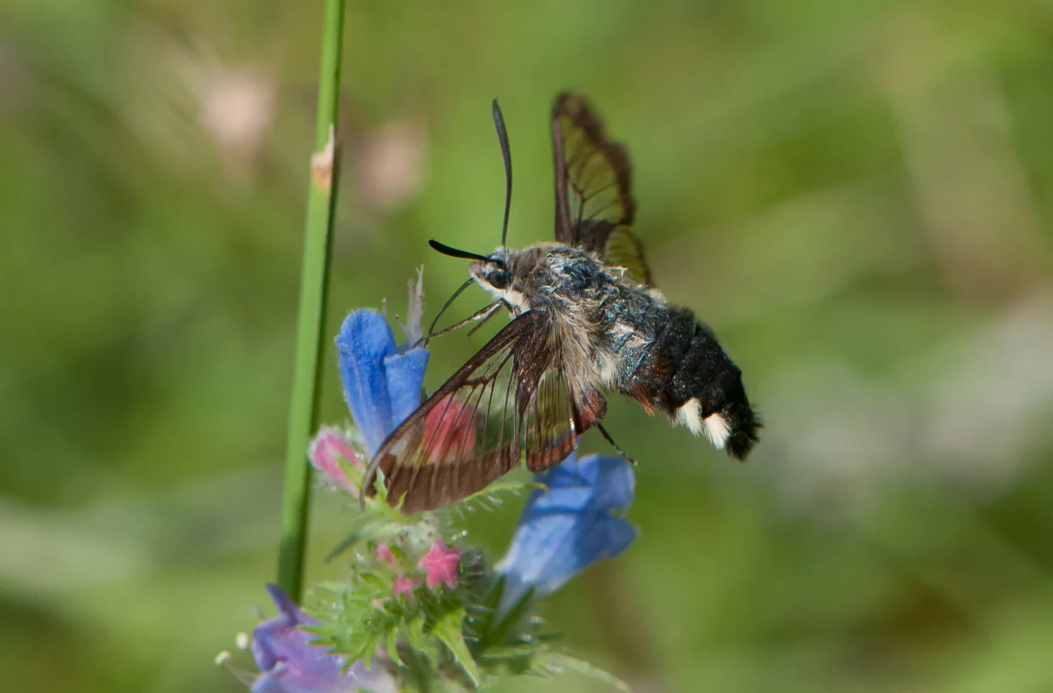 Broad bordered hawk moth